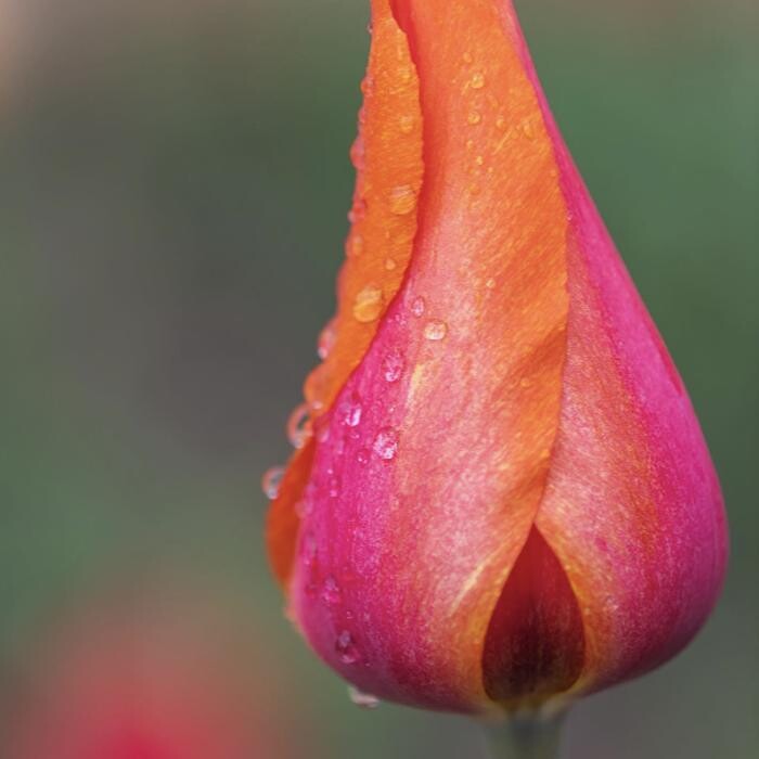 Images Texas-Tulips, LLC
