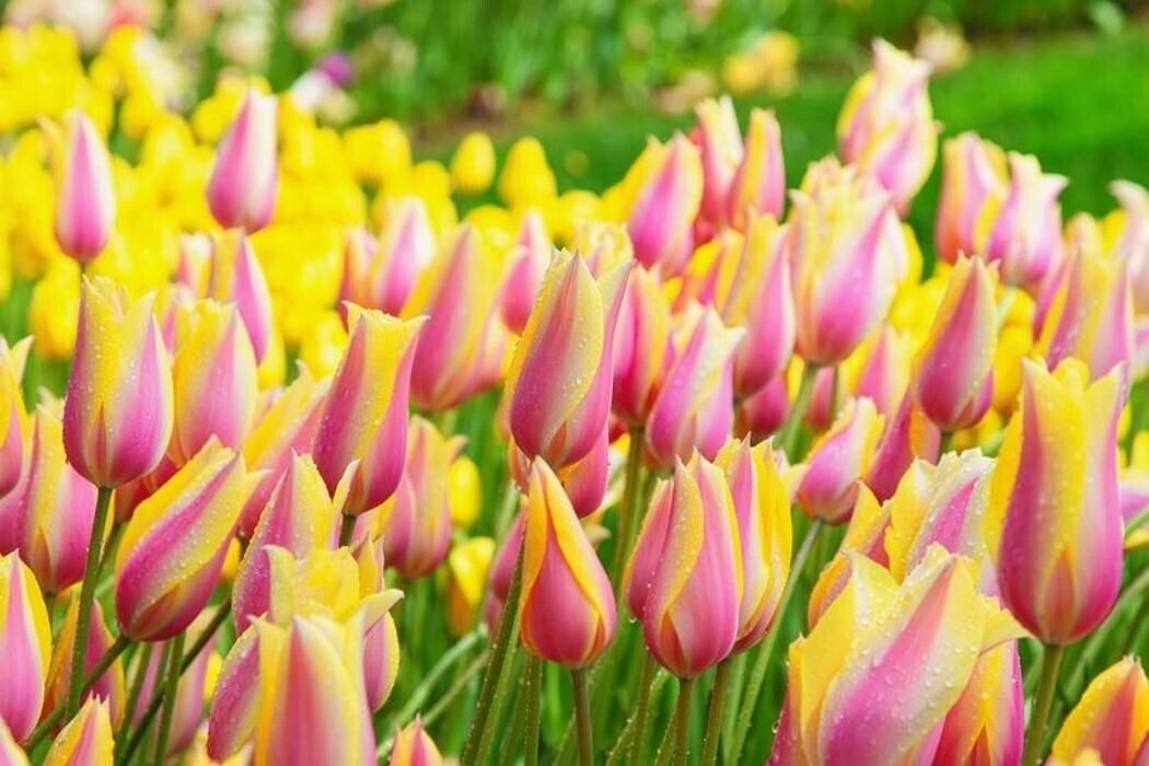 Images Texas-Tulips, LLC