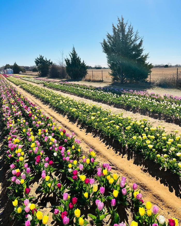 Images Texas-Tulips, LLC