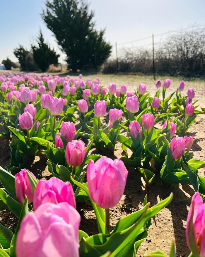 Images Texas-Tulips, LLC