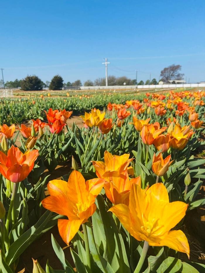 Images Texas-Tulips, LLC