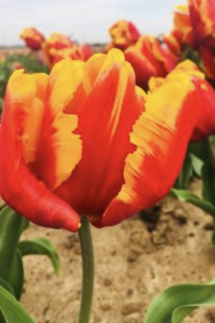 Images Texas-Tulips, LLC