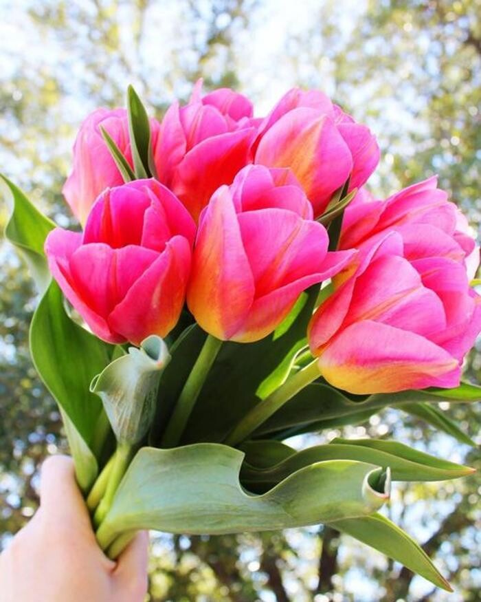 Images Texas-Tulips, LLC