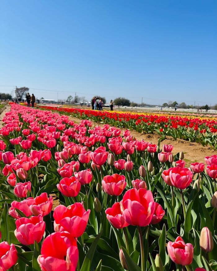 Images Texas-Tulips, LLC