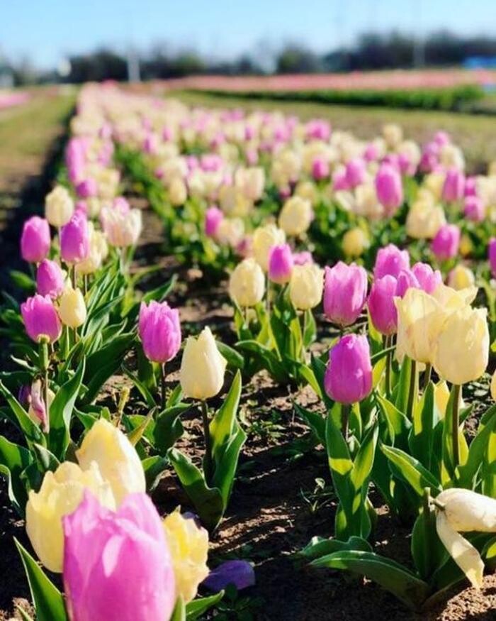 Images Texas-Tulips, LLC