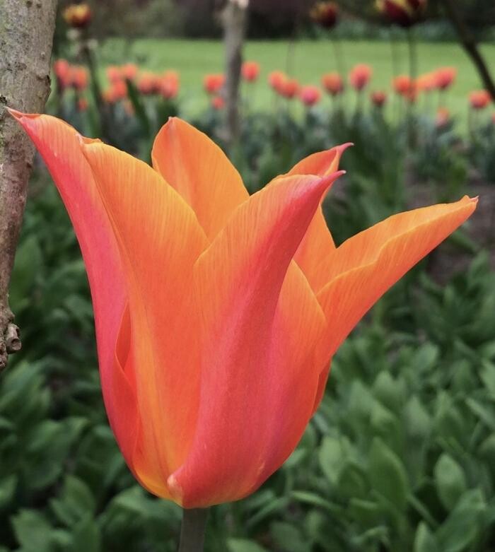 Images Texas-Tulips, LLC