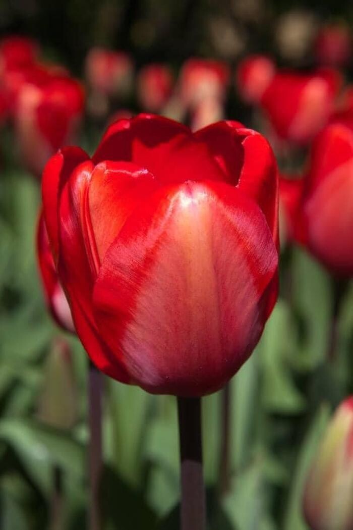 Images Texas-Tulips, LLC