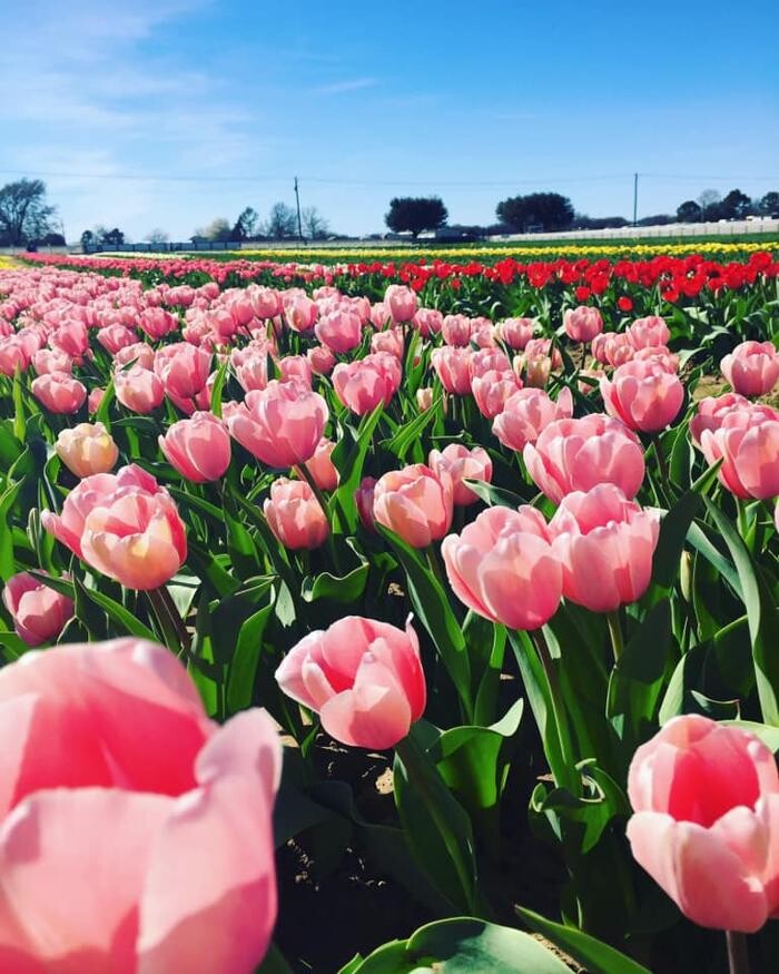 Images Texas-Tulips, LLC