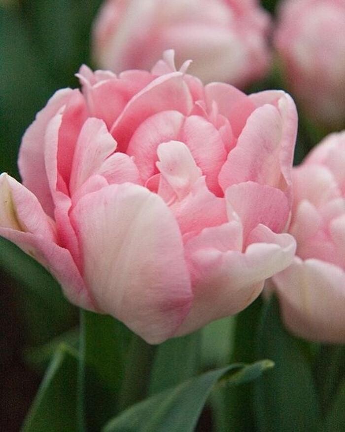 Images Texas-Tulips, LLC