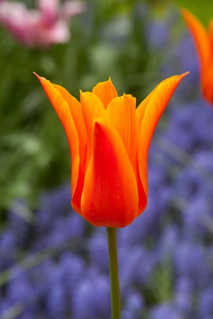 Images Texas-Tulips, LLC