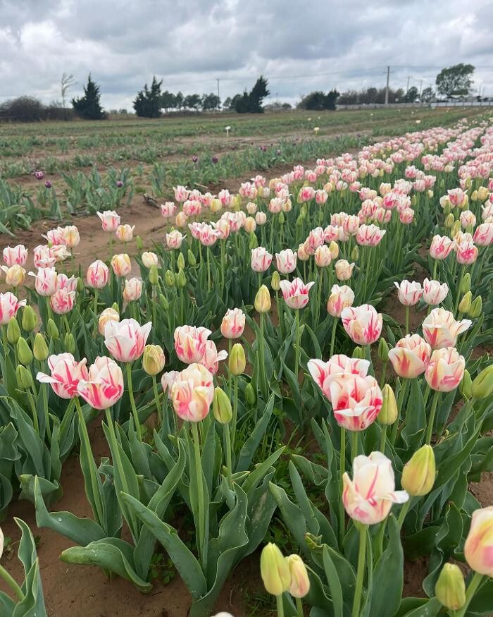 Images Texas-Tulips, LLC