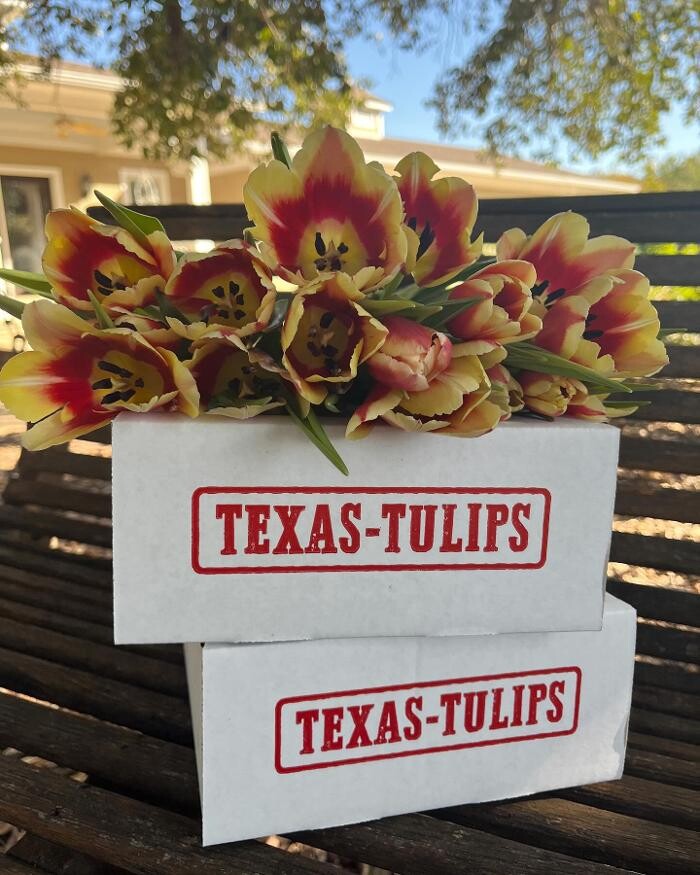 Images Texas-Tulips, LLC