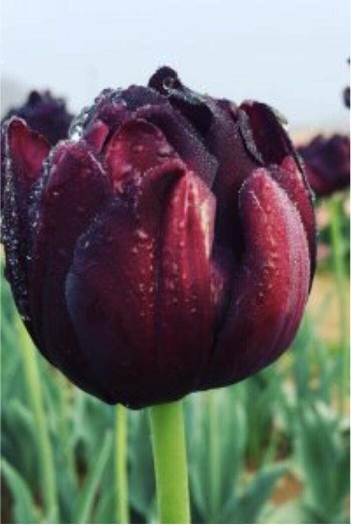 Images Texas-Tulips, LLC
