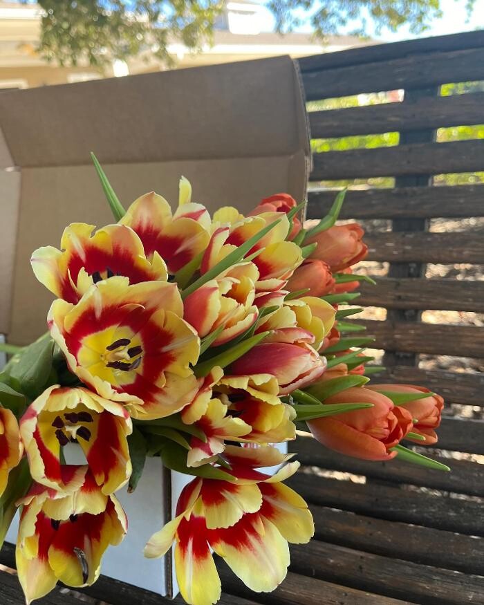 Images Texas-Tulips, LLC