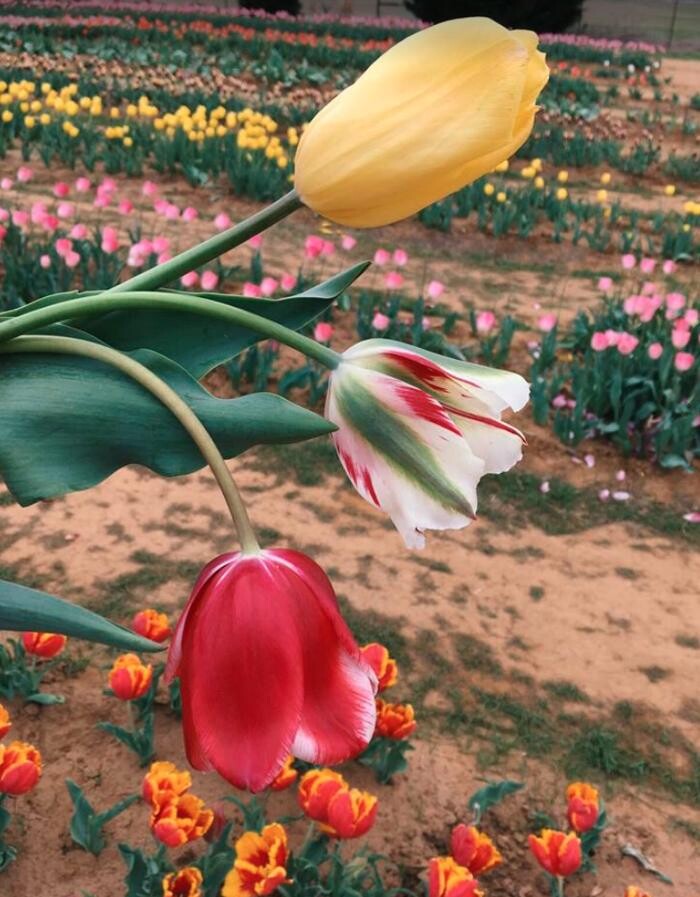 Images Texas-Tulips, LLC