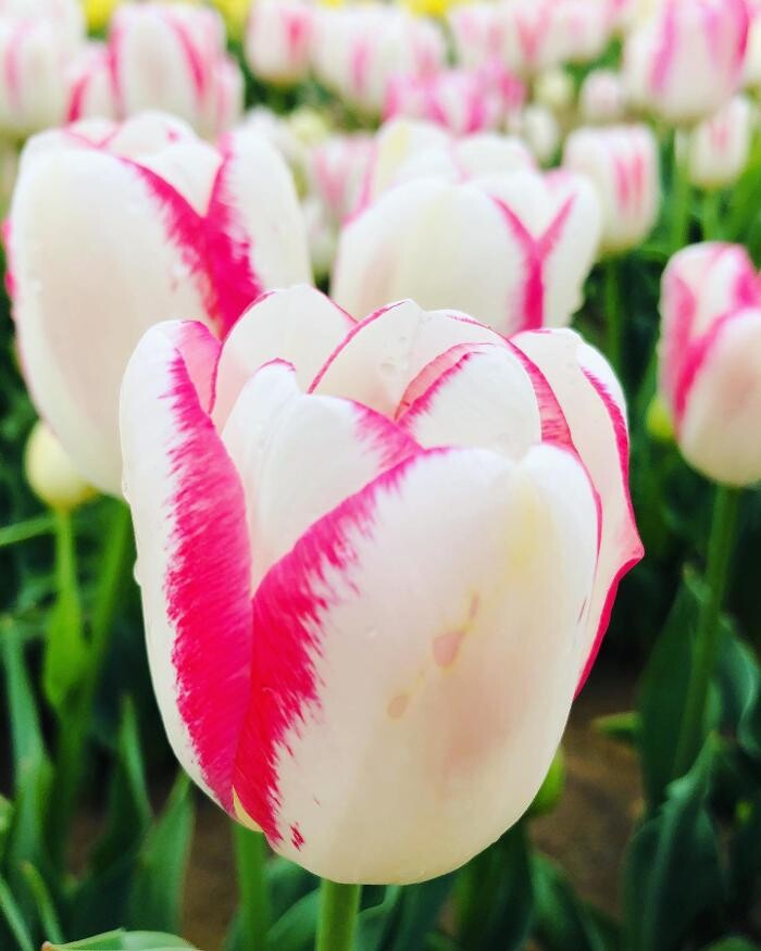 Images Texas-Tulips, LLC