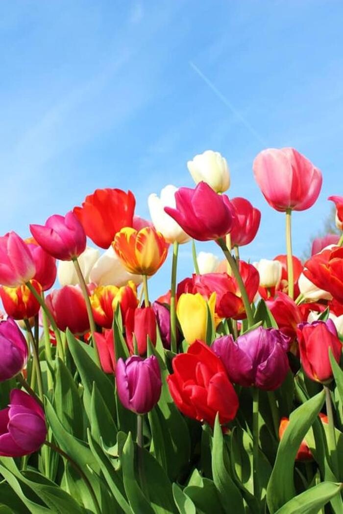 Images Texas-Tulips, LLC