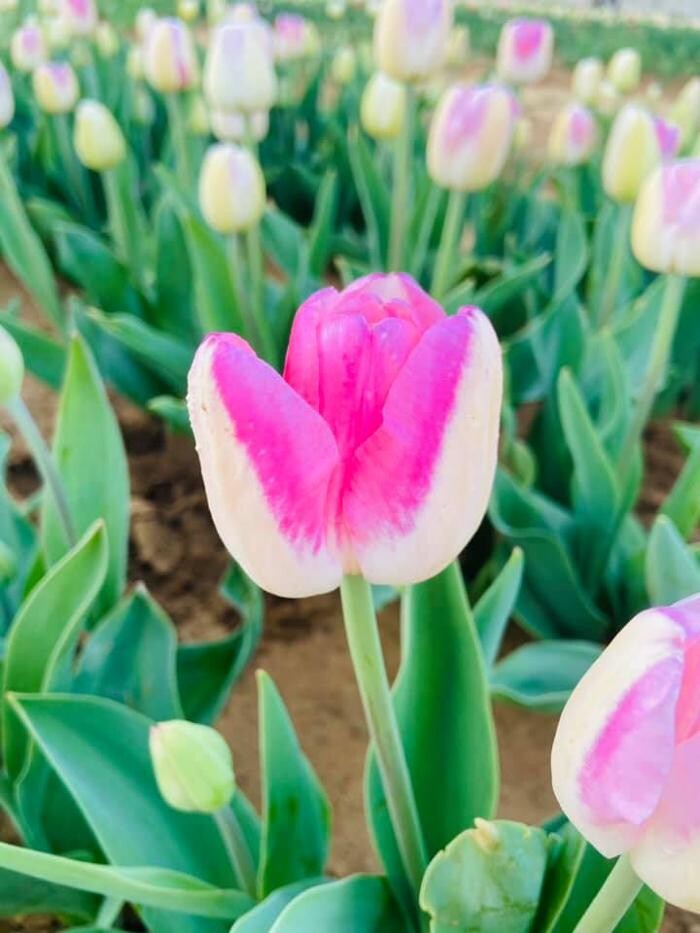 Images Texas-Tulips, LLC