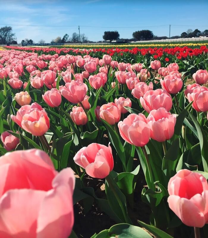 Images Texas-Tulips, LLC