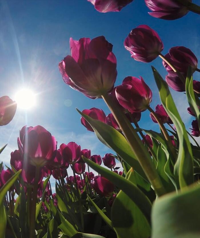 Images Texas-Tulips, LLC