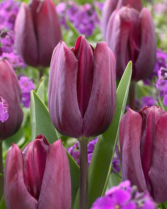Images Texas-Tulips, LLC