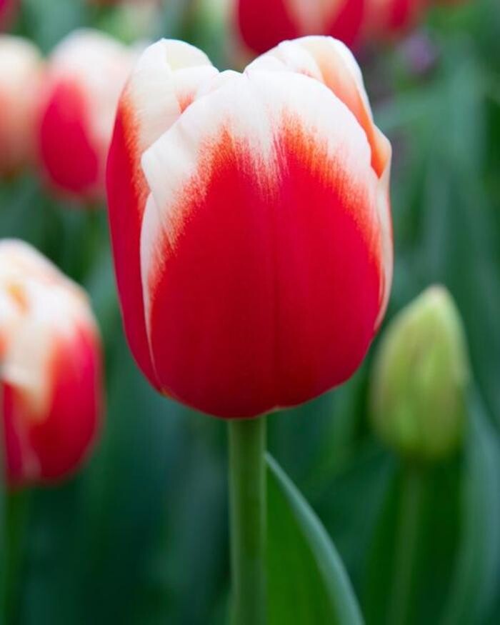 Images Texas-Tulips, LLC