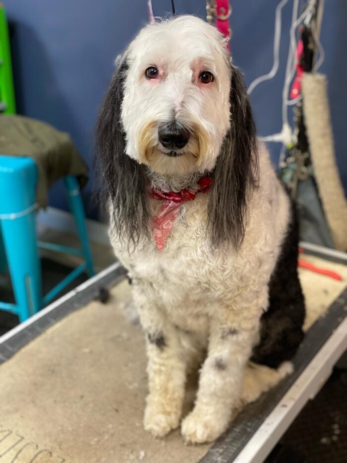 Images Paws Pet Spa and Boutique 8