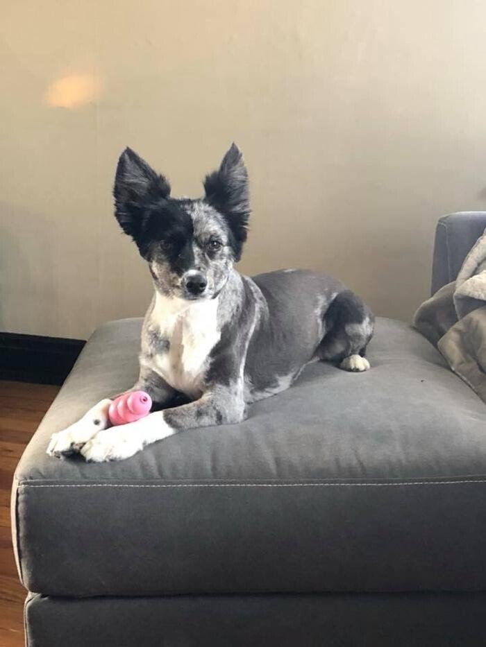 Images Paws Pet Spa and Boutique 8