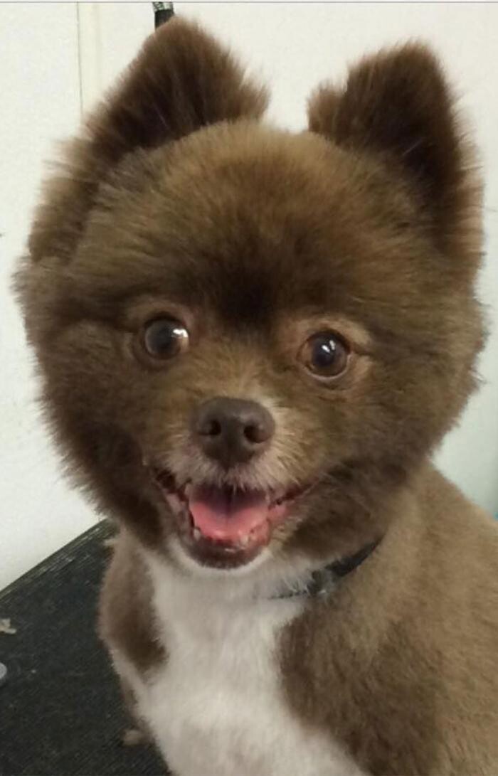 Images Paws Pet Spa and Boutique 8