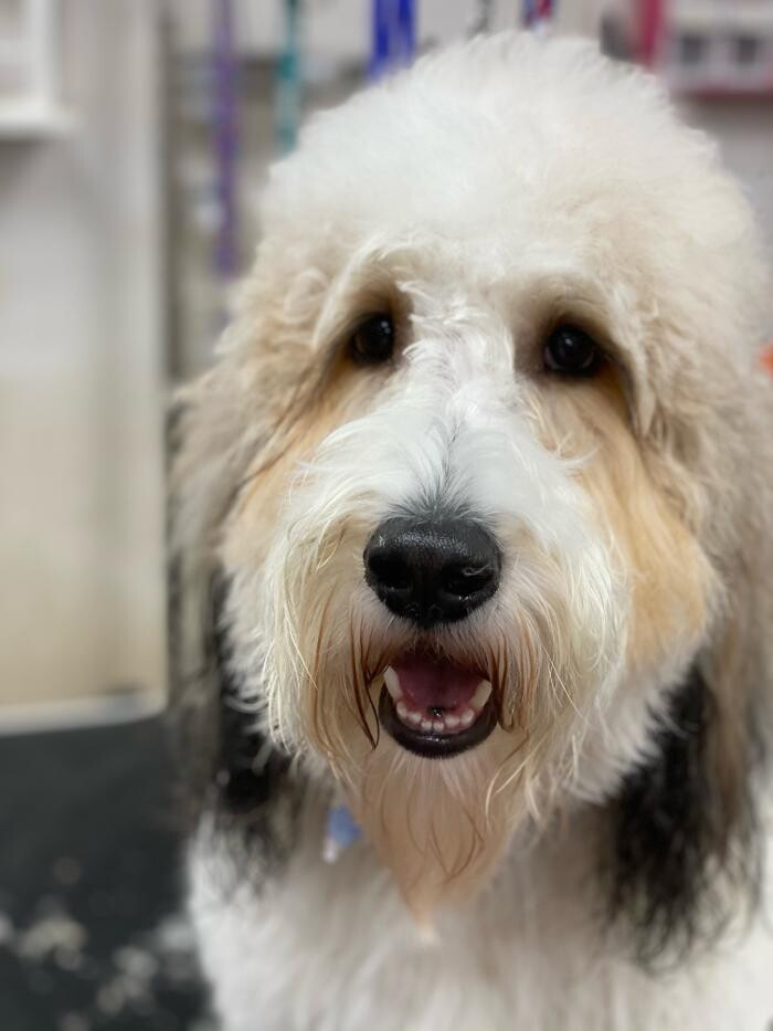 Images Paws Pet Spa and Boutique 8