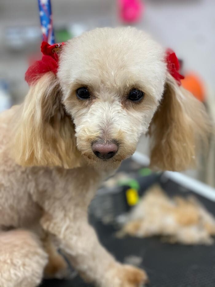 Images Paws Pet Spa and Boutique 8