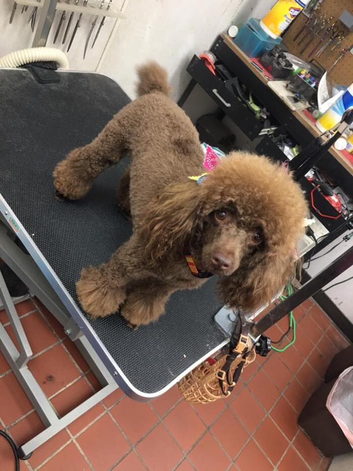 Images Paws Pet Spa and Boutique 8