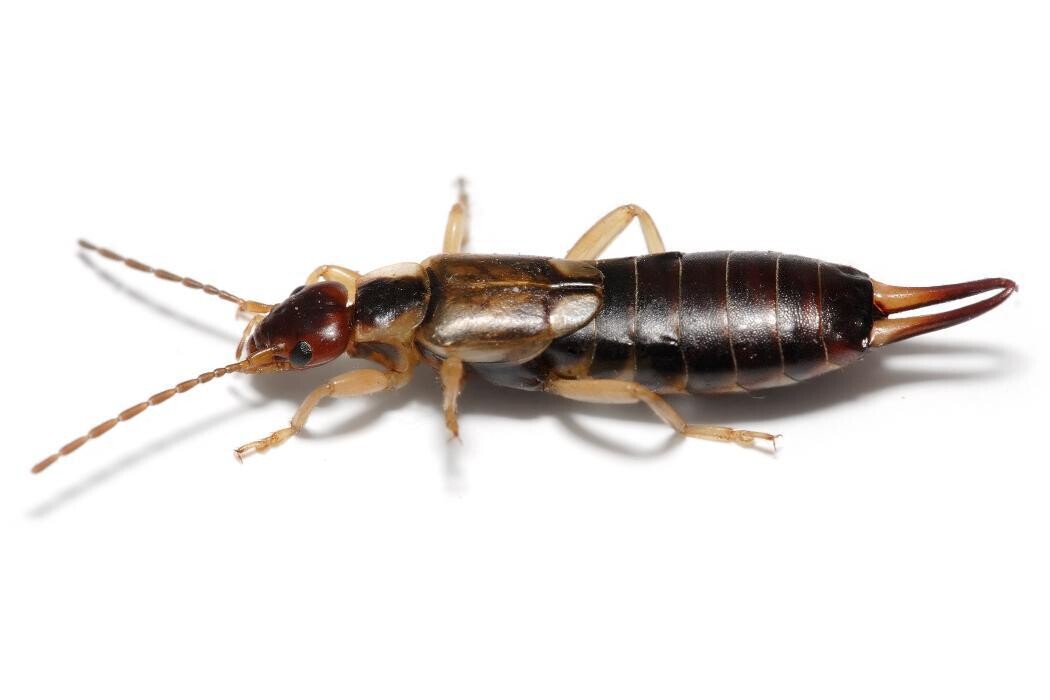 Images Rose Pest Solutions