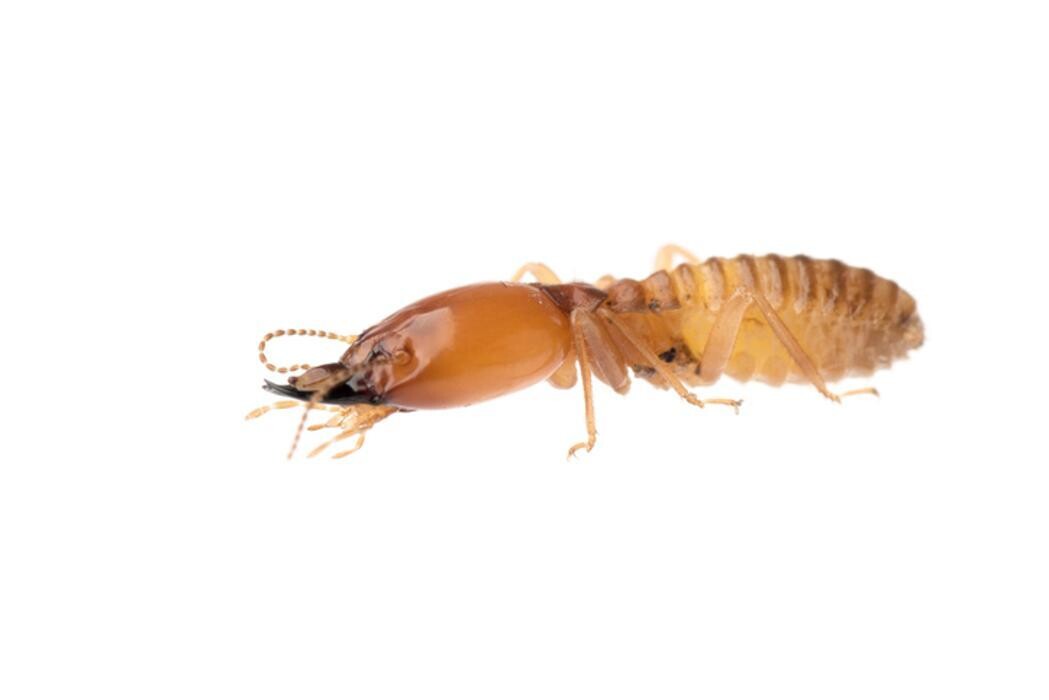 Images Rose Pest Solutions