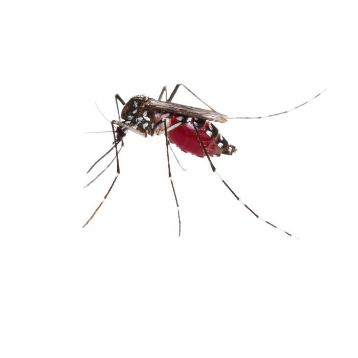 Images Rose Pest Solutions