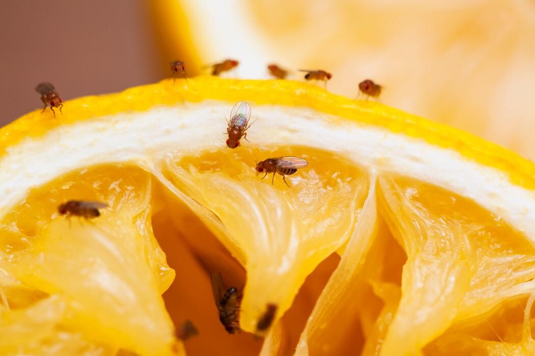 Images Rose Pest Solutions