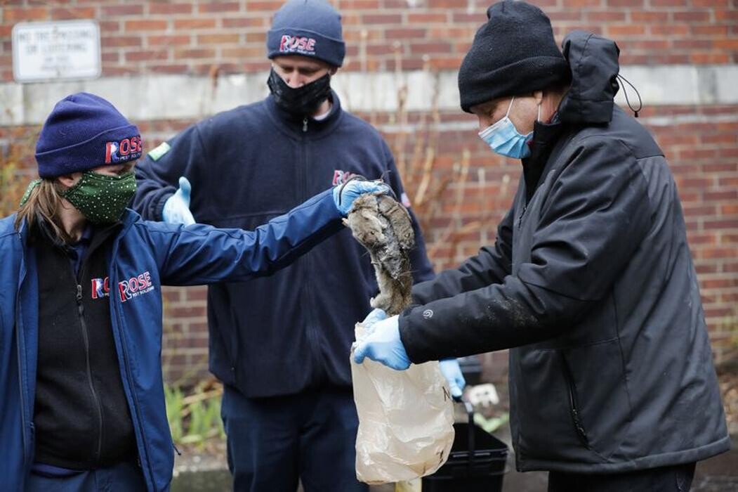 Images Rose Pest Solutions