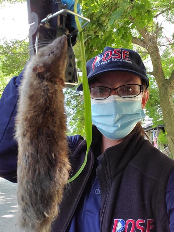 Images Rose Pest Solutions