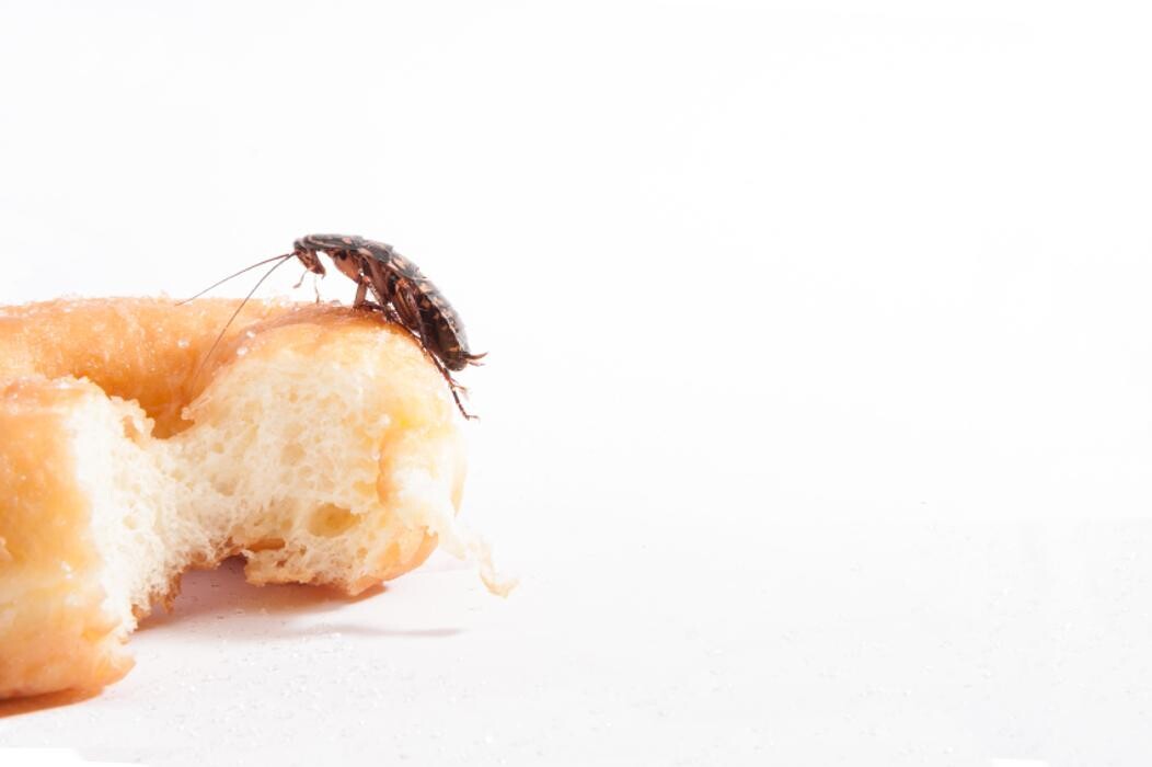 Images Rose Pest Solutions