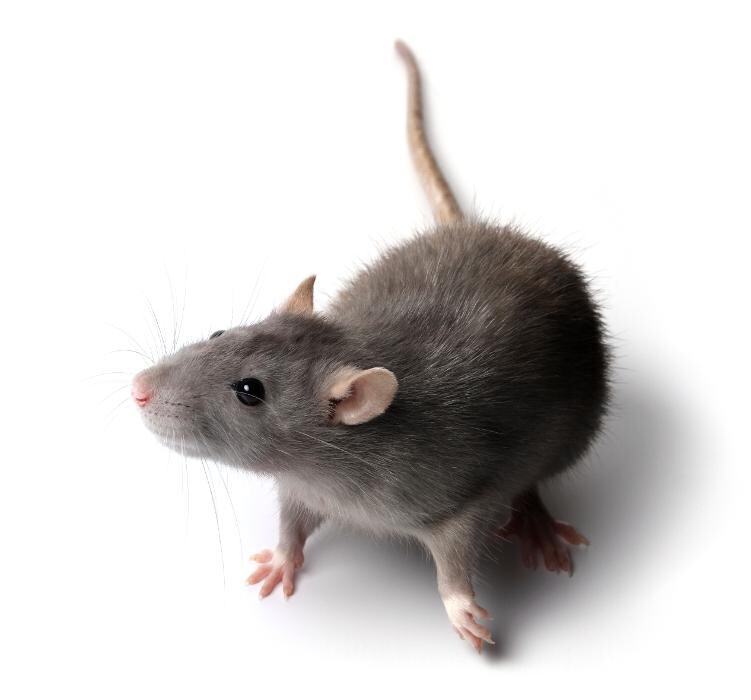 Images Rose Pest Solutions