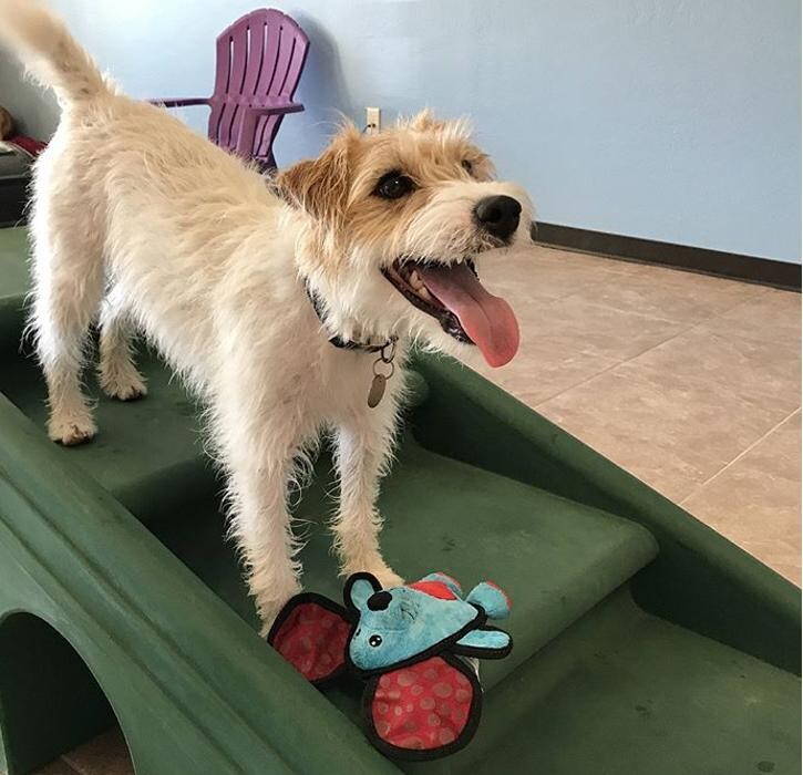 Images K-9 University