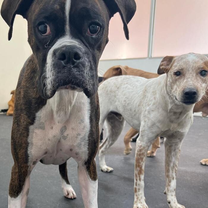 Images K-9 University