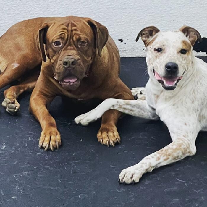 Images K-9 University