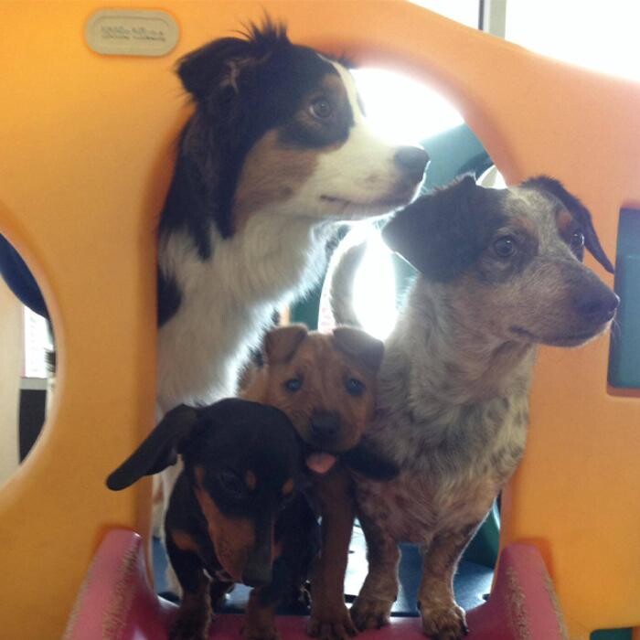 Images K-9 University