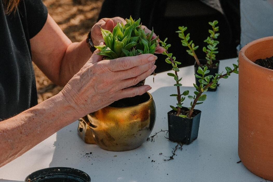 Images Dig It Gardens