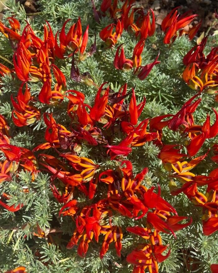 Images Dig It Gardens