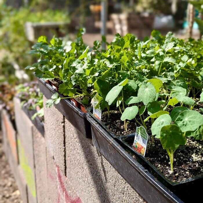 Images Dig It Gardens