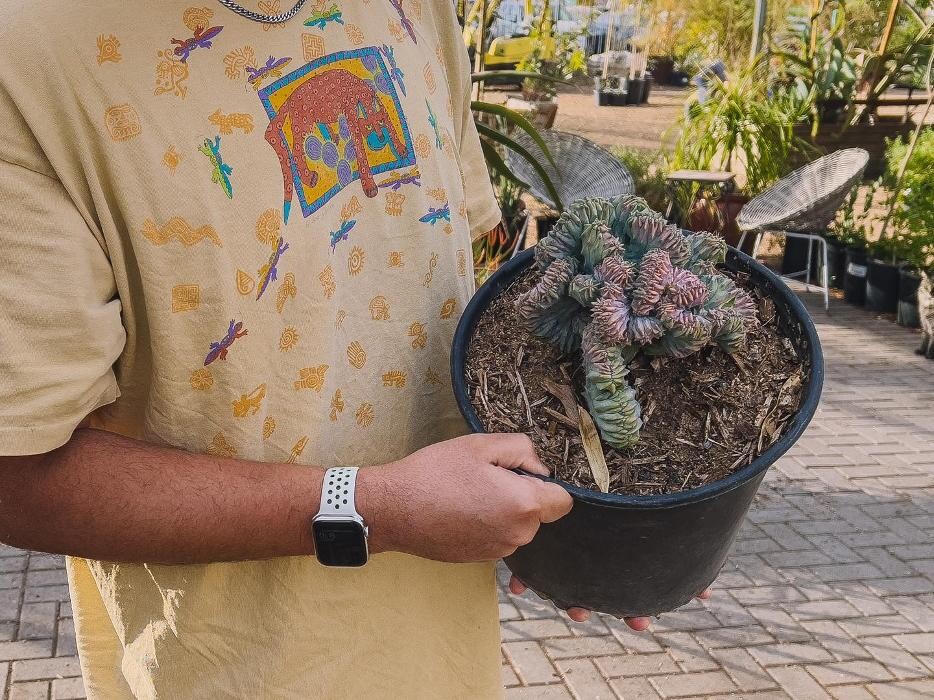 Images Dig It Gardens