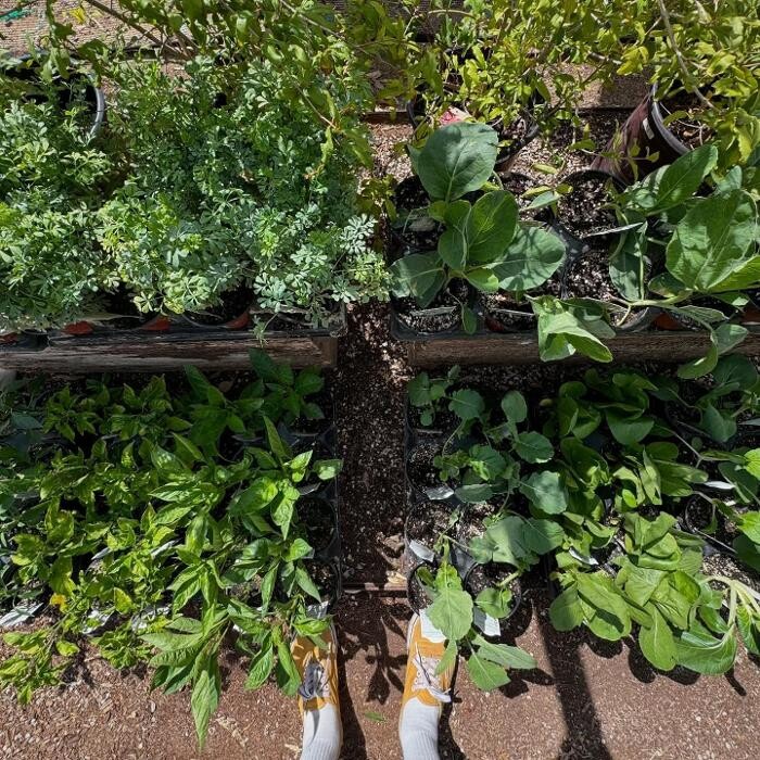 Images Dig It Gardens