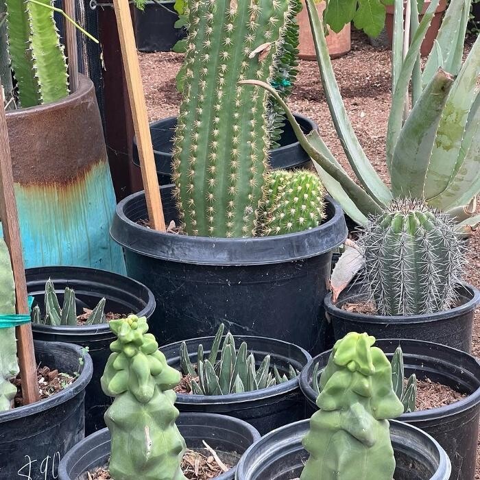 Images Dig It Gardens